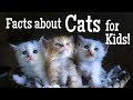 Understanding Cats and Their Behavior