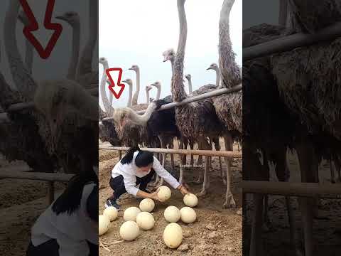 Ela rouba os ovos de AVESTRUZ! #curioso #incrível #interessante