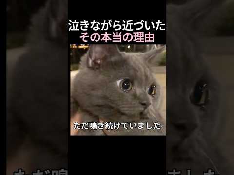 泣きながら近づいたその本当の理由