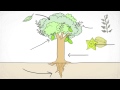 Plant Parts and Functions