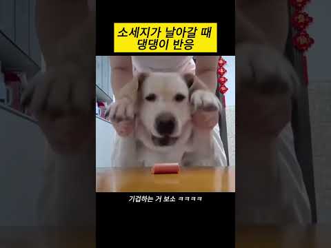 소세지가 날아갈 때 댕댕이 반응