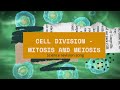 Cell Division: Mitosis and Meiosis Essentials