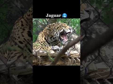 Big Cats sounds☠️  | Puma Sound | Cheetah sound | Jaguar sound | Lion roar | Tiger sound