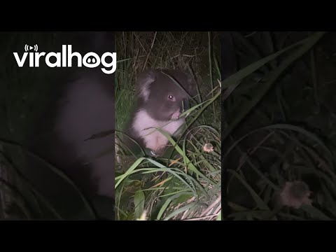 Injured Baby Koala Kindly Nudged Off Road || ViralHog