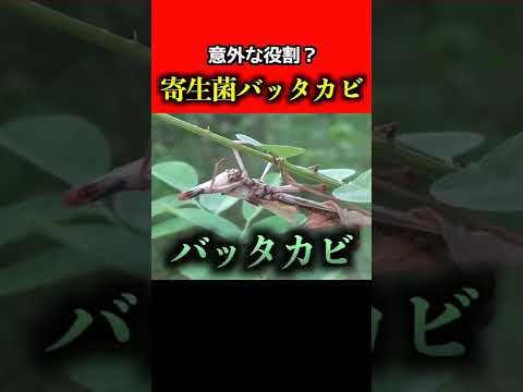 バッタカビの役割とは... #shorts
