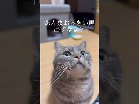 ママが寝てるから小声で話すように短足猫に言ったら...#マンチカン #猫 #shorts