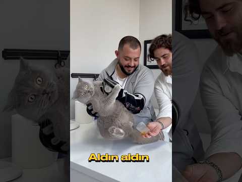 Duman bu sefer kaçamadı #cat #animals #turkishcat