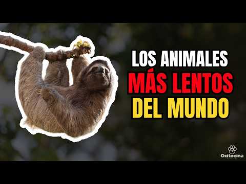 Más Lento Imposible: Un Viaje por el Reino Animal Más Pausado