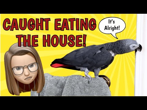 Stop Eating the House! — Einstein Talks Back! 😲