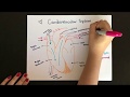 Human Circulatory and Respiratory Systems