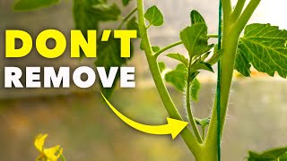 How To Prune Tomatoes for Explosive Growth (The RIGHT Way)