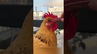 The Trust Between This Girl and Her Chicken Is Unreal!
