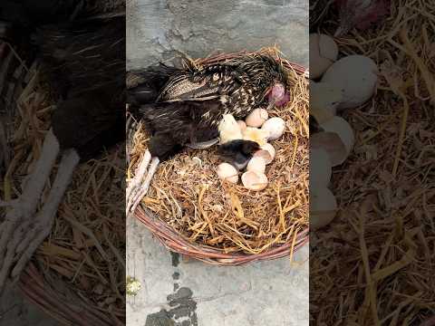 Oh no! Mother hen Died while chicks was hatching 🐣😭😭
