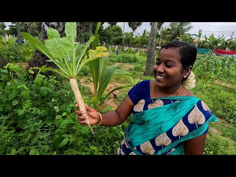 எங்க ஊர் முள்ளங்கி | Village Life