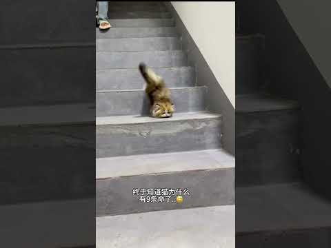 【#雪球日记】小猫:告诉俺妈俺不是孬种!2.0版 #猫咪的迷惑行为 #曼基康矮脚