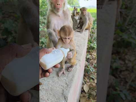 baby drinking milk 🍼🐵 #monkeyvideo #viral #shorts 01099
