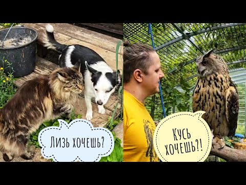 Сову Ёлку возмущают всякие! Пёс Кубик - ленивая жопонька. Показываю рыбов кошке Морошке