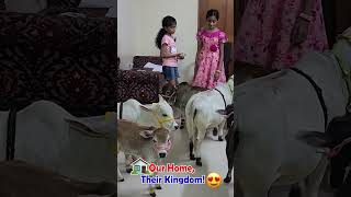 friendly Nadipathy Cows #viral #shorts #yt #reels #abudabi #usa #canada #uae #dubai #oman #qatar