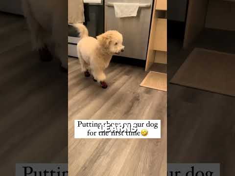 Why did they do that? #dog