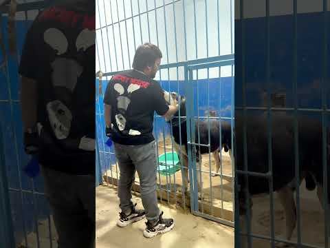 Коба 2х кратный Чемпион
