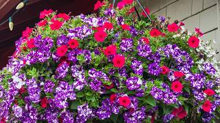 3 Big Secrets To Revive Hanging Baskets In The Summer - Get Your Baskets Blooming Big Again!