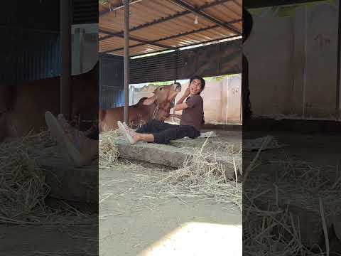 நாலு மாசம் கழிச்சு வேலவன பாக்குறேன் 🥰||velaven reaction video|| #viral #cow #love