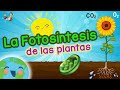 Conceptos Clave de Fotosíntesis