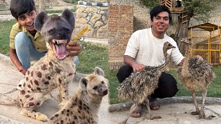 Hyena Agea Zoo Mein 😱 Or Ostrich Baby Bhi 😍