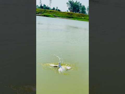 🕊️#shortvideo 😂गर्मी में कबूतर की जान बचाई 🕊️#pigeonlaver xr kabootar 🕊️ and subscribe 🙏