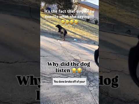 Funny Dog Video #shorts #viralvideo #subscribe #youtubeshorts #funny #dog