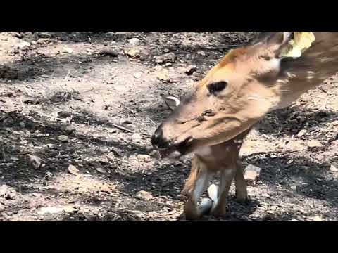 Bucks and Babies!