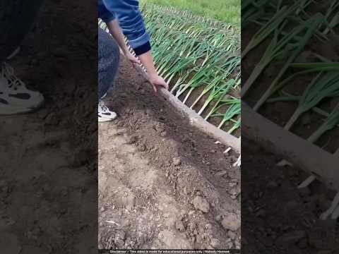 Soğan Tarlasına Odun Gömüyorlar! 🤯🌿🪵 Sebebi Zekice!