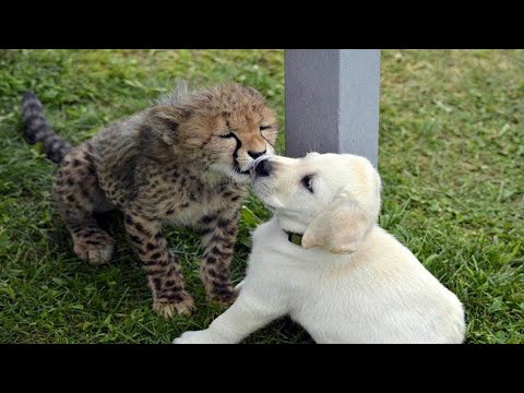 Perros y Guepardos Juntos ¡La Sorprendente Razón!