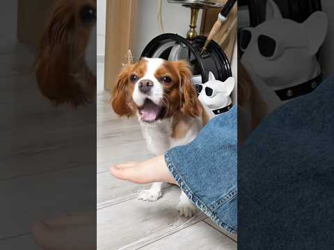 Köpek koklayarak buldu ! 😳🤩#köpek