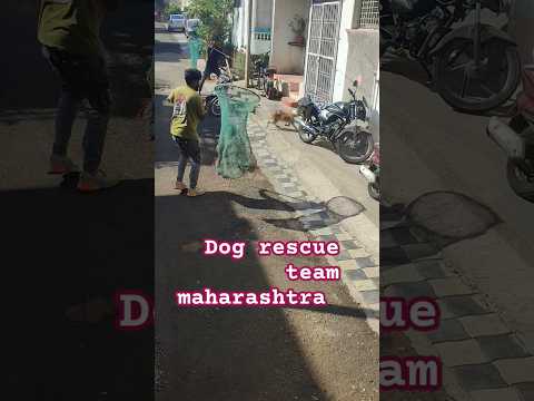 Dog rescue team maharashtra #rescue #animalrescue #streetdog #viralshort #rescuedog #dog #animal