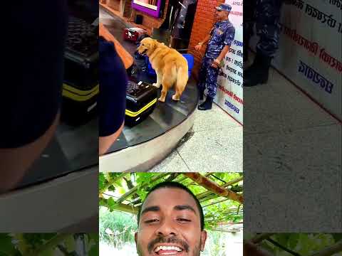 এয়ার"পোর্টে প্রবা"সীর লাগেজ বে"ল্টে #shorts