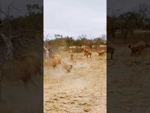 Hayenas attacking 🦁 lion