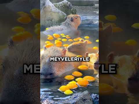 Japonya Haricinde Hiçbir Ülkede Bulamayacağınız 3 İnanılmaz Şey! 🤩🌸❤