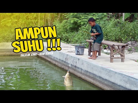 BOCAH CILIK MANCING UGAL-UGALAN || DAGELAN JOWO New 35 - Ucup Klaten