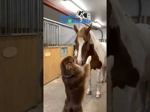 Devemos amar independente das diferenças ❤️