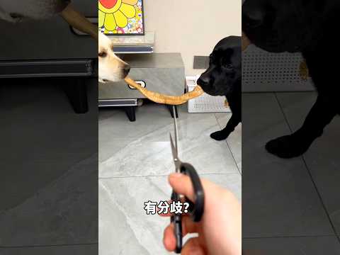 The black dog got less to eat. #shortvideo