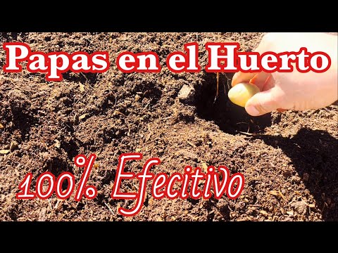 Cómo Siembro Papas en Mi Huerto - Proceso Completo