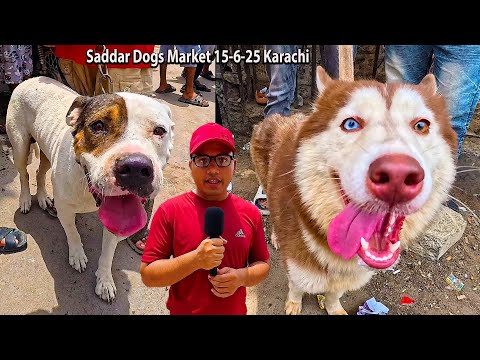 Saddar Dogs Market 15-6-25 Karachi | German Shepherd Dogs and Puppy's Husky Dogs Dobermann Dogs
