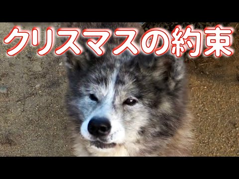 【秋田犬】クリスマスの約束