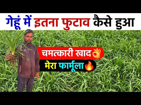 गेहूं में जबरदस्त फुटाव | कल्ले ही कल्ले | पहले पानी पर डाली ये खाद | gehu me kalle kaise badhaye