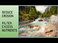 Riparian Zones and Their Functions