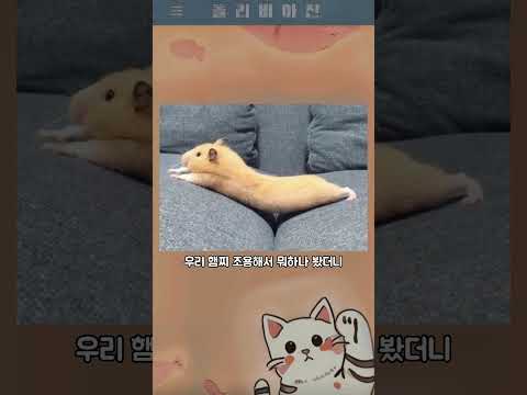 올리비아진 웃짤 382