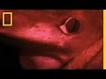 Squid Observation and Behavior