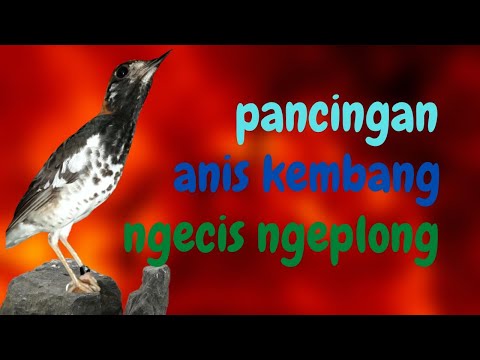SUARA  PANCINGAN ANIS KEMBANG NGEPLONG NGECIS