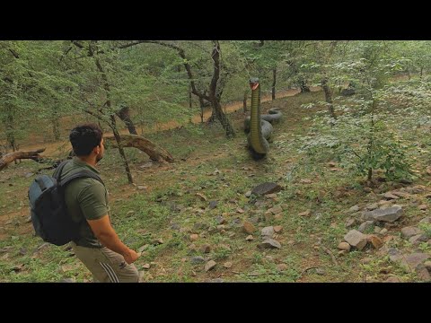 Anaconda Snake Attack in Amazon Forest